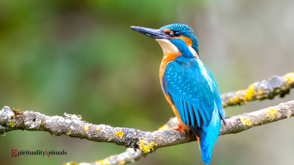 Spiritual Meaning of Kingfisher