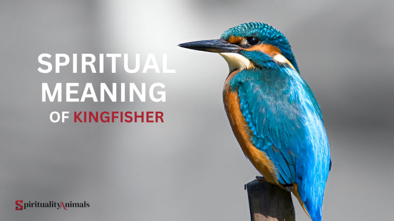 Spiritual Meaning of Kingfisher