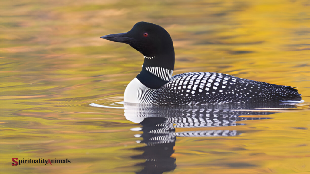 Spiritual Meaning of Loon