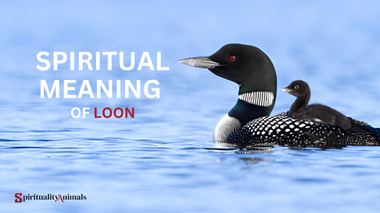 Spiritual Meaning of Loon