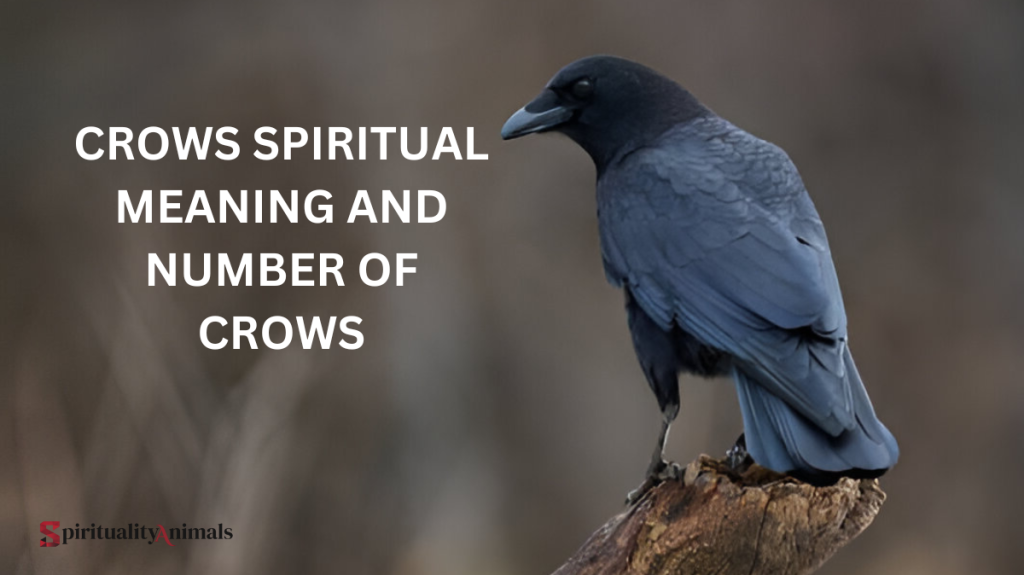 Crows Spiritual Meaning and Number of Crows