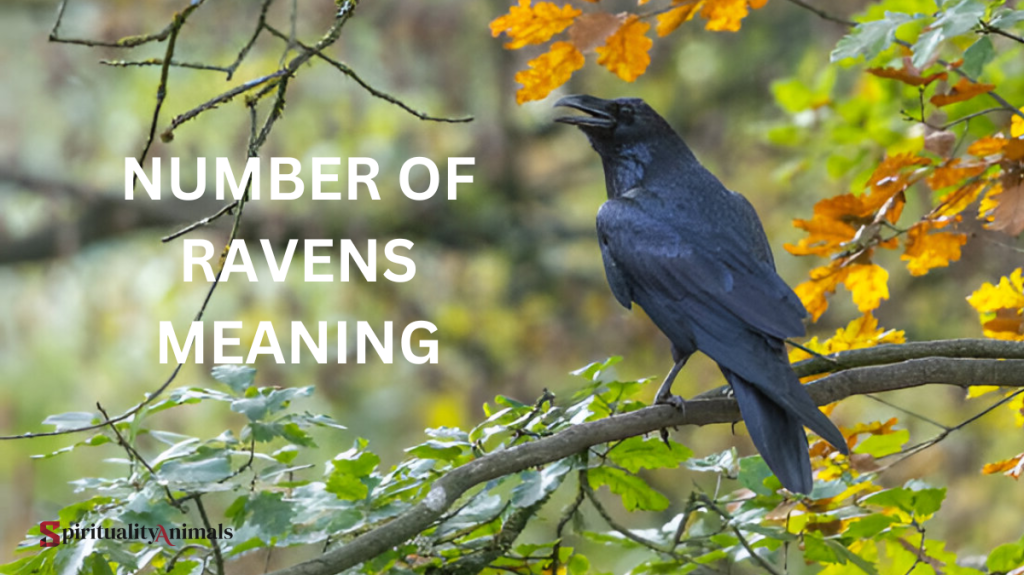 Number of Ravens Meaning