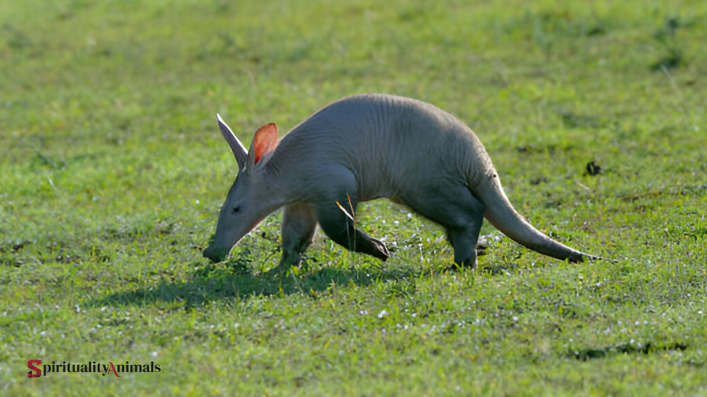 Spiritual Meaning of Aardvark