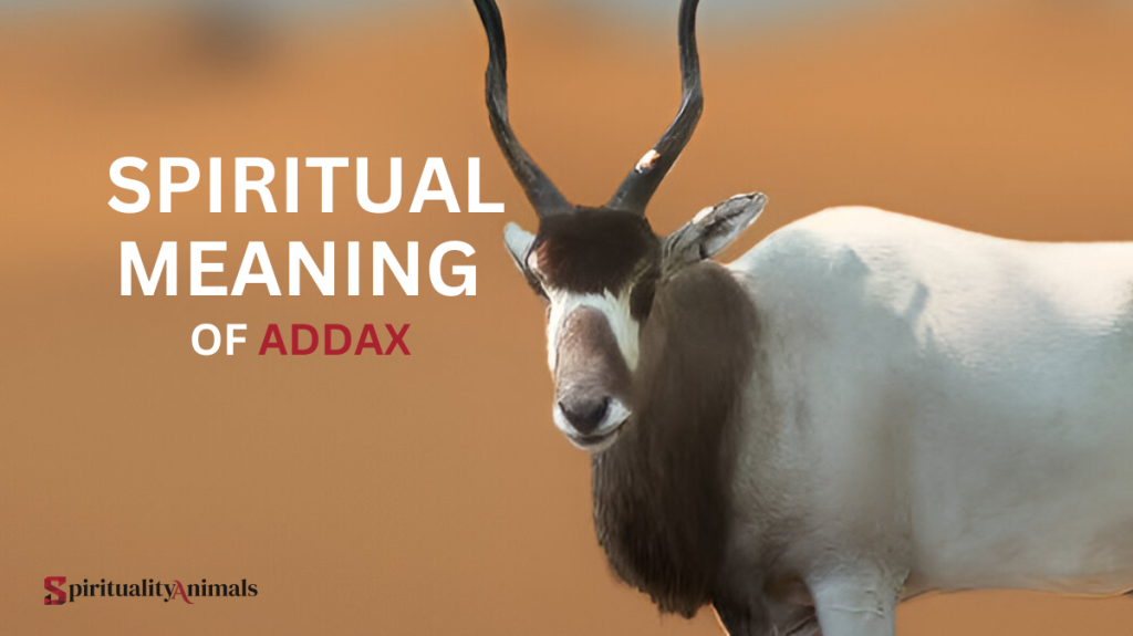 Spiritual Meaning of Addax