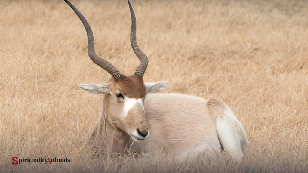 Spiritual Meaning of Addax