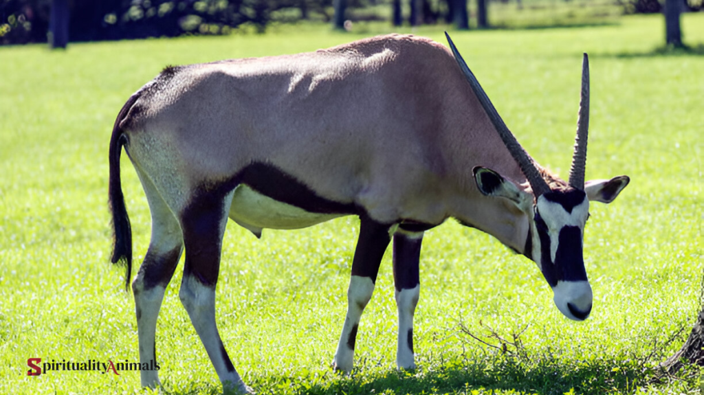 Spiritual Meaning of Addax