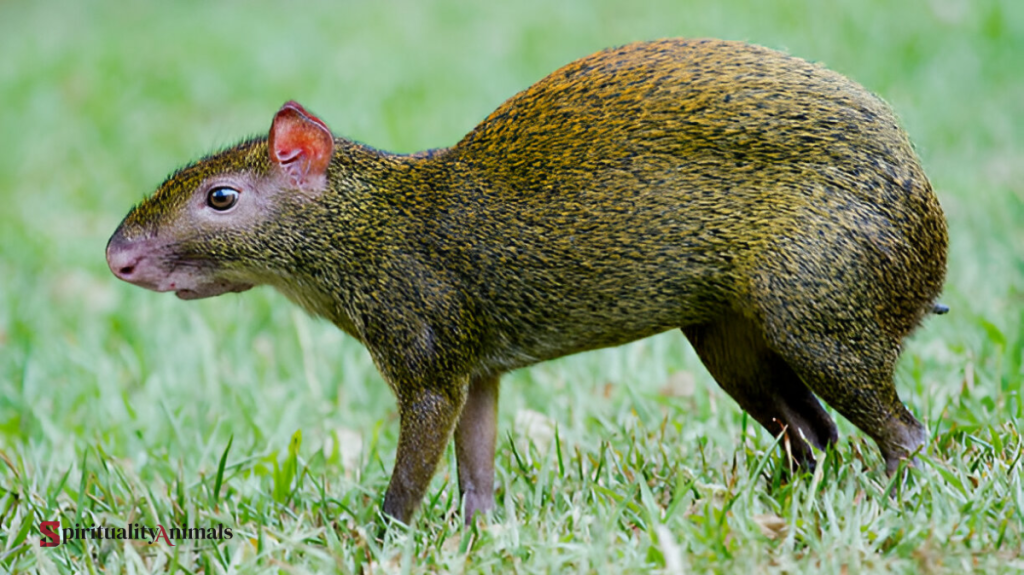 Spiritual Meaning of Agouti