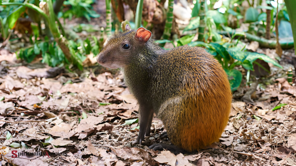 Spiritual Meaning of Agouti