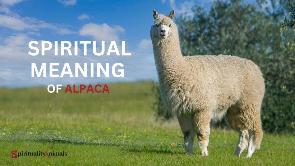 Spiritual Meaning of Alpaca
