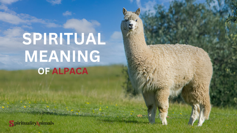 Spiritual Meaning of Alpaca