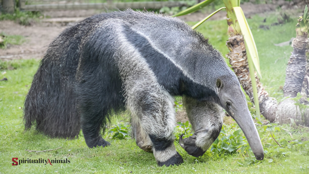 Spiritual Meaning of Anteater