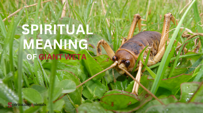Spiritual Meaning of Antlion
