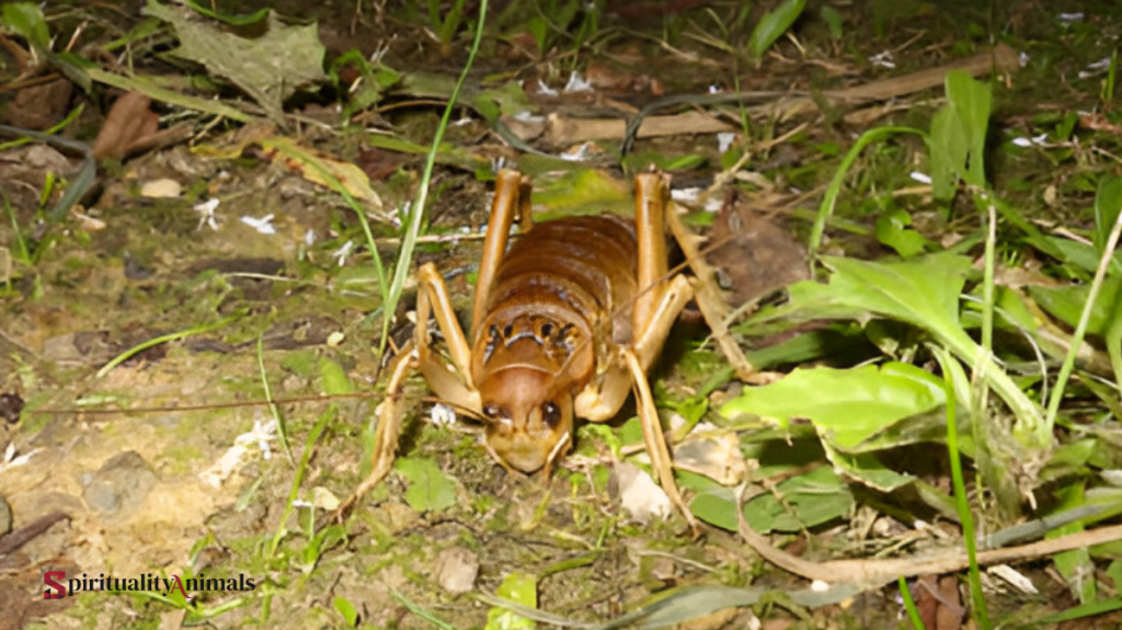 Spiritual Meaning of Antlion