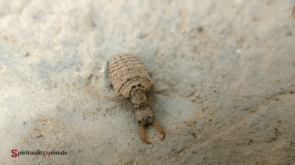 Spiritual Meaning of Antlion
