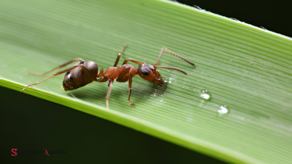 Spiritual Meaning of Ants