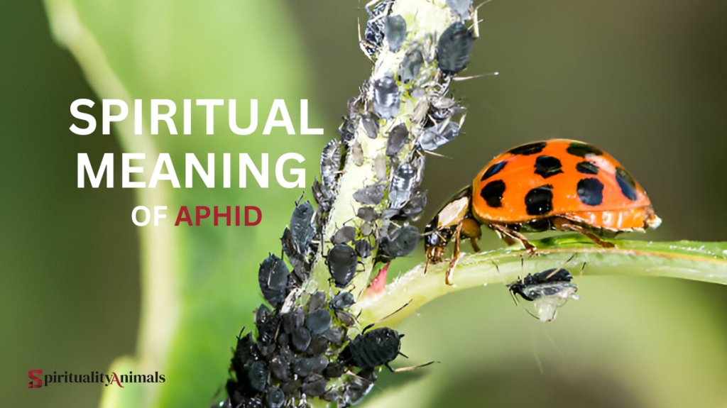 Spiritual Meaning of Aphid