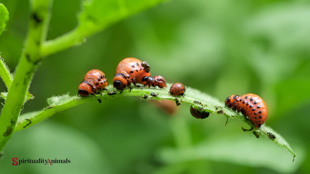 Spiritual Meaning of Aphid