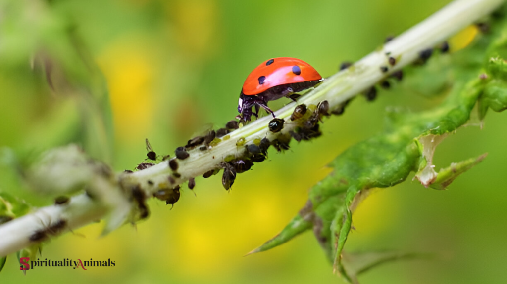 Spiritual Meaning of Aphid