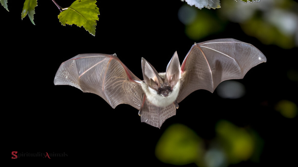 Spiritual Meaning of Bat