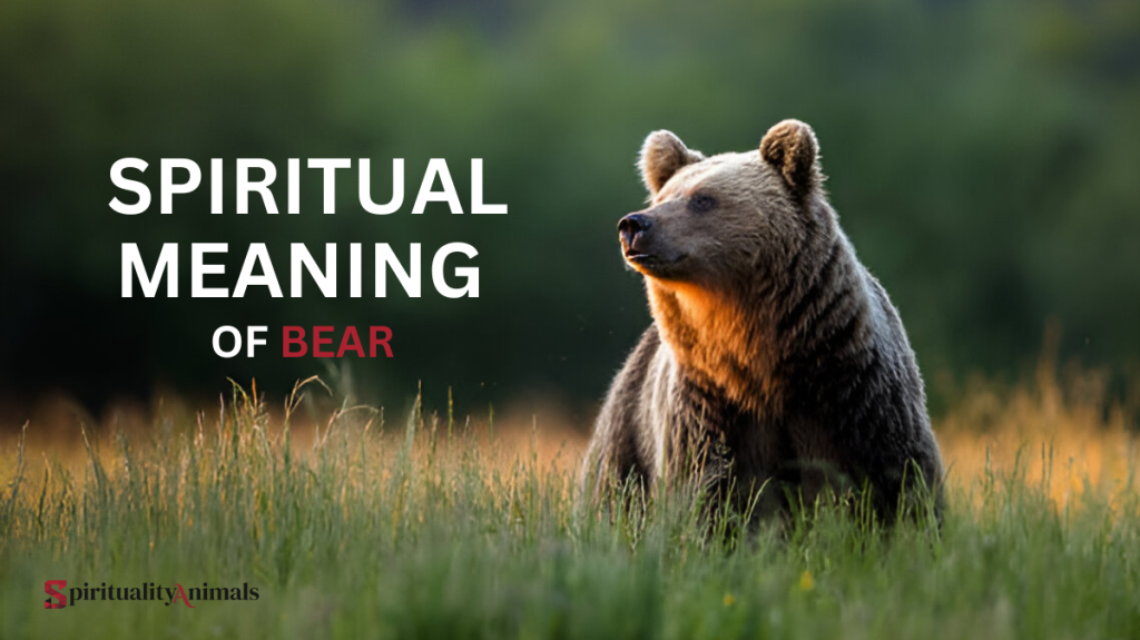 Spiritual Meaning of Bear