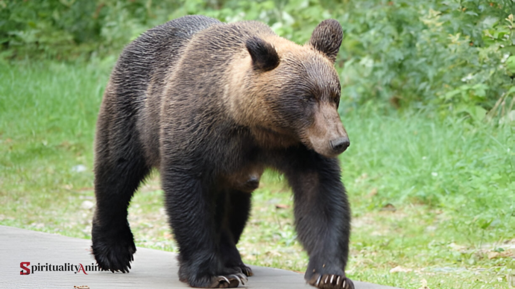 Spiritual Meaning of Bear