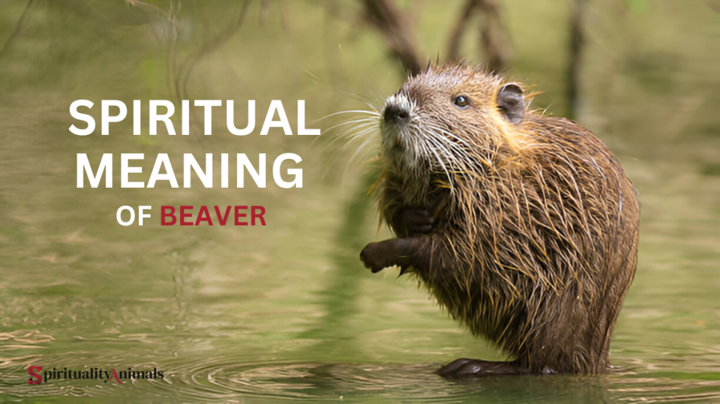 Spiritual Meaning of Beaver