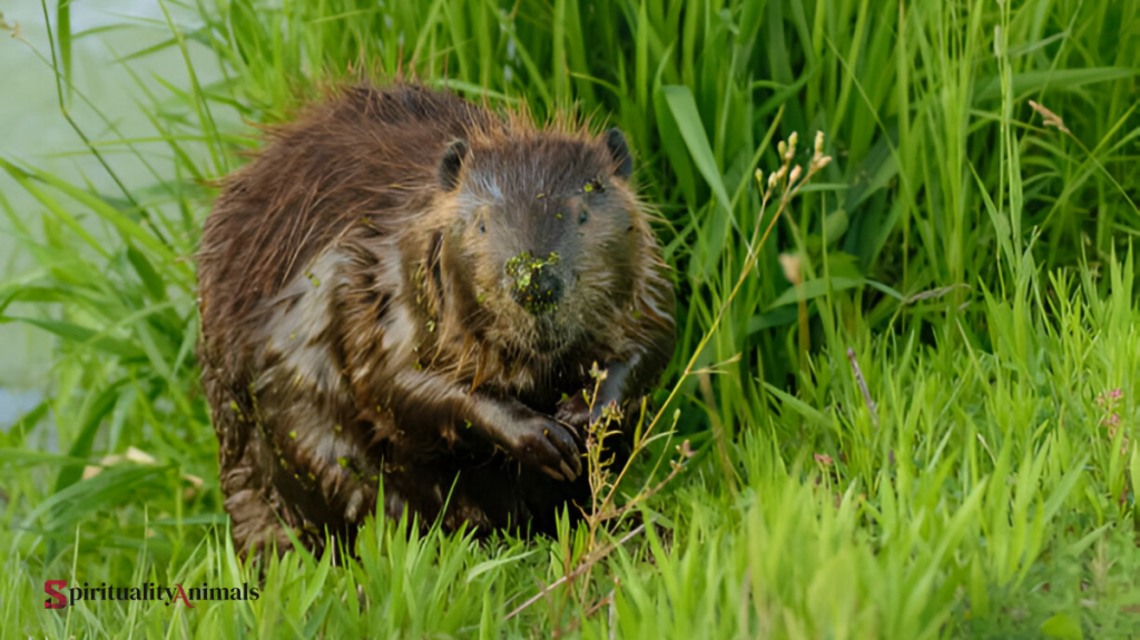 Spiritual Meaning of Beaver