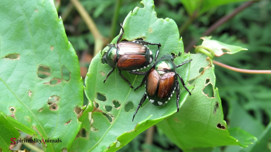 Spiritual Meaning of Beetle