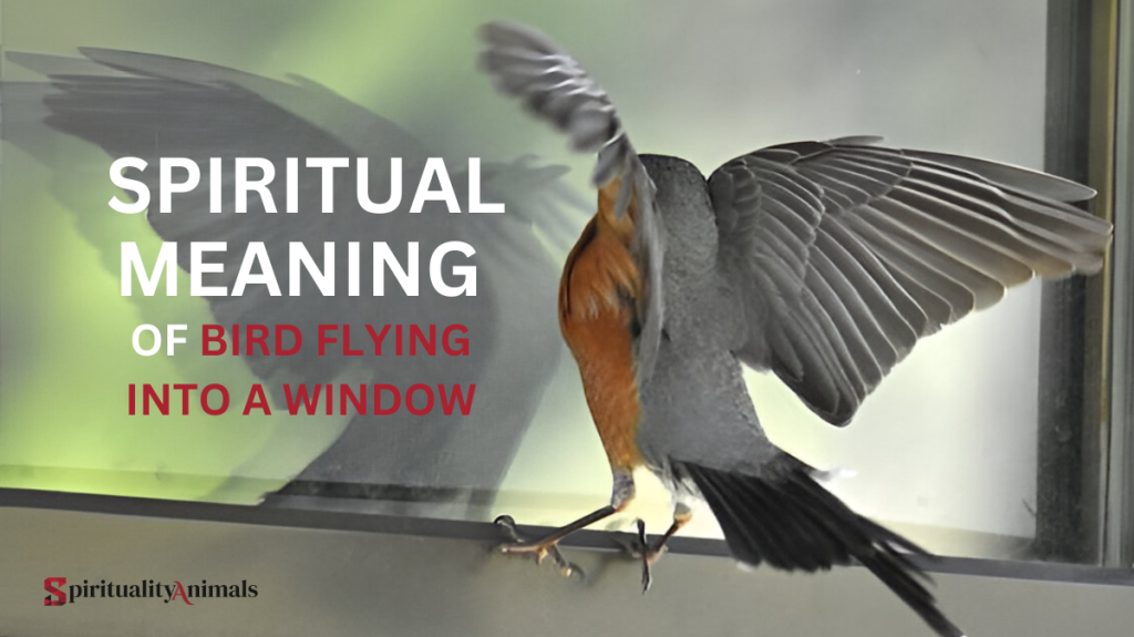 Spiritual Meaning of Bird Flying Into a Window