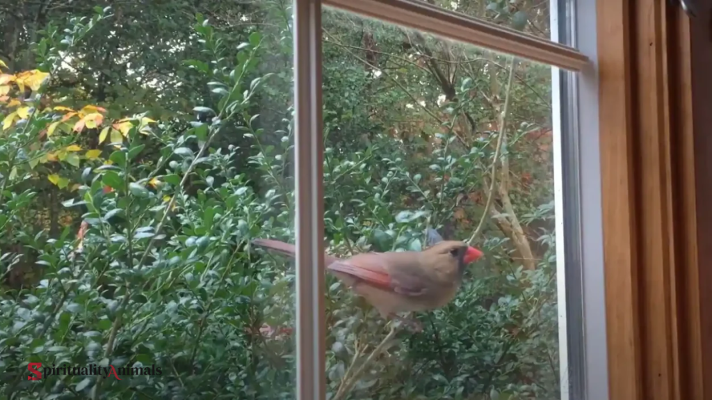 Spiritual Meaning of Bird Flying Into a Window
