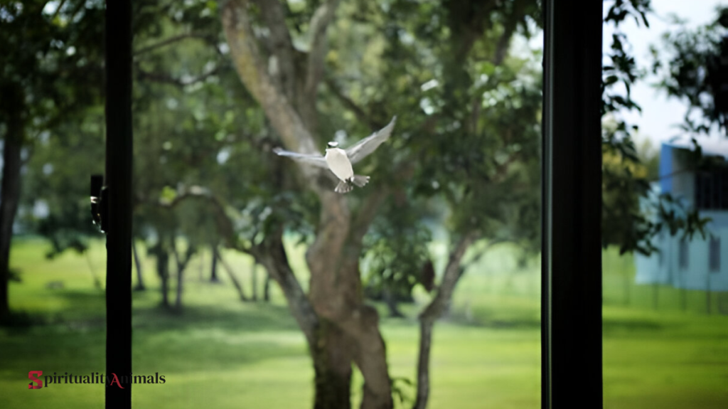 Spiritual Meaning of Bird Flying Into a Window