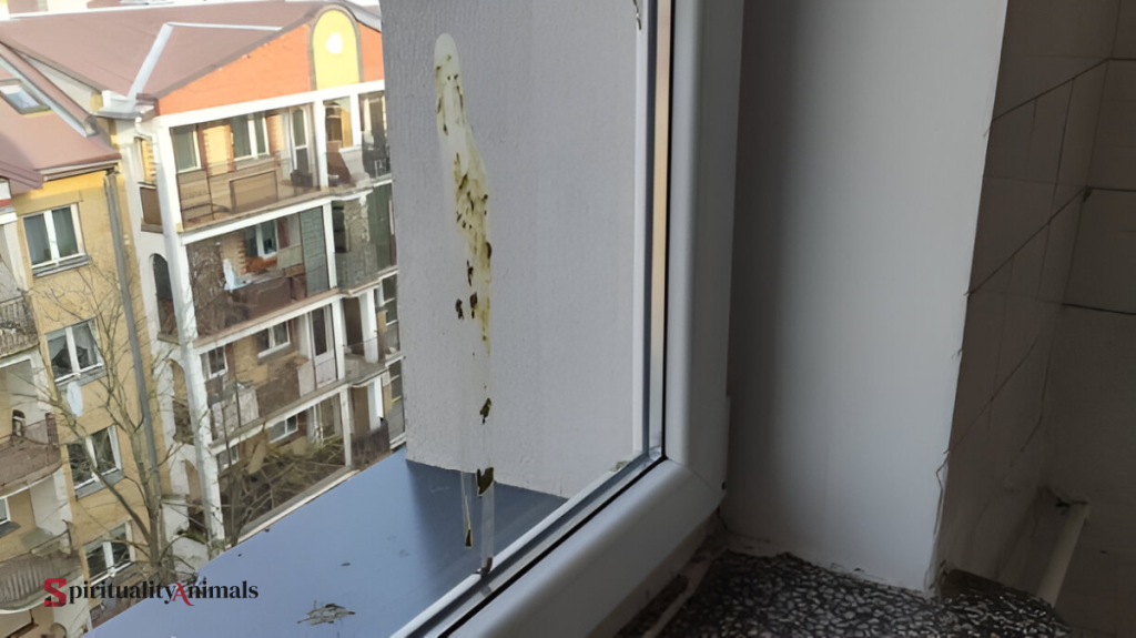Spiritual Meaning of Bird Poop on the Window