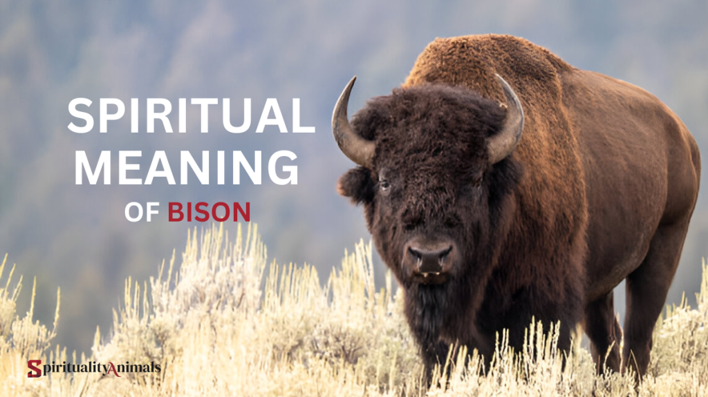 Spiritual Meaning of Bison