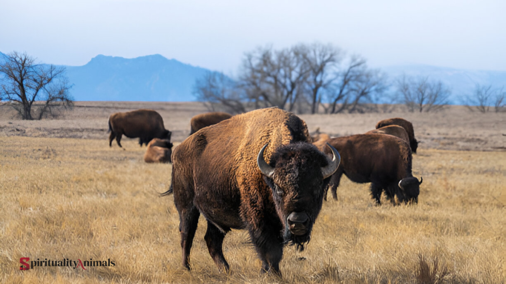 Spiritual Meaning of Bison