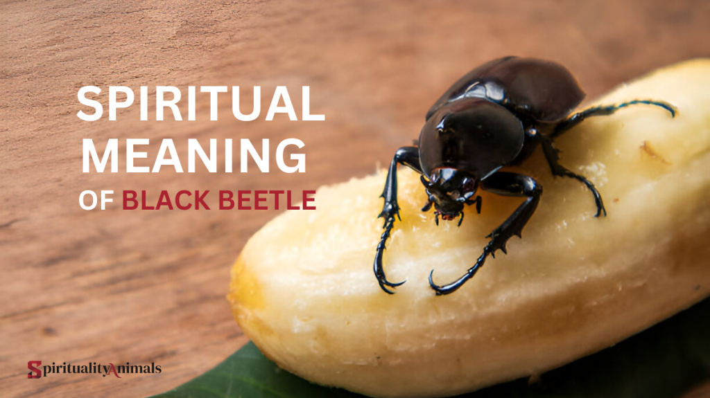 Spiritual Meaning of Black Beetle