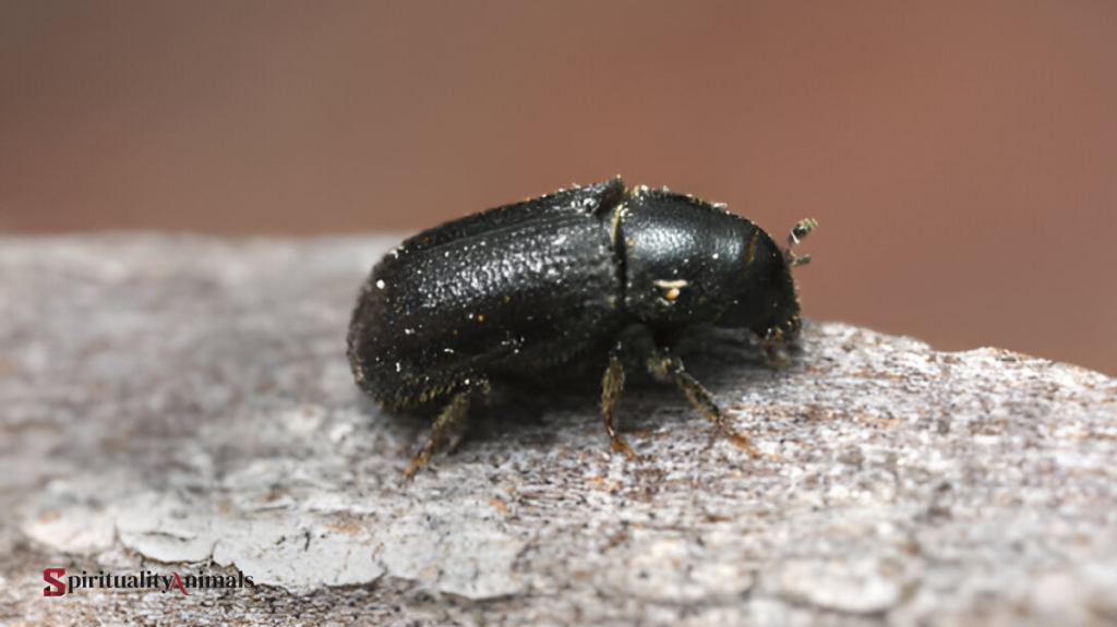 Spiritual Meaning of Black Beetle