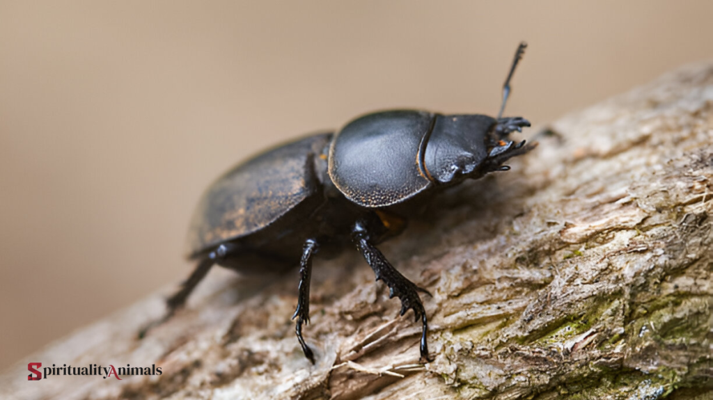 Spiritual Meaning of Black Beetle