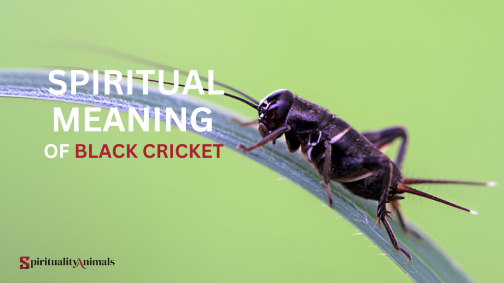 Spiritual Meaning of Black Cricket