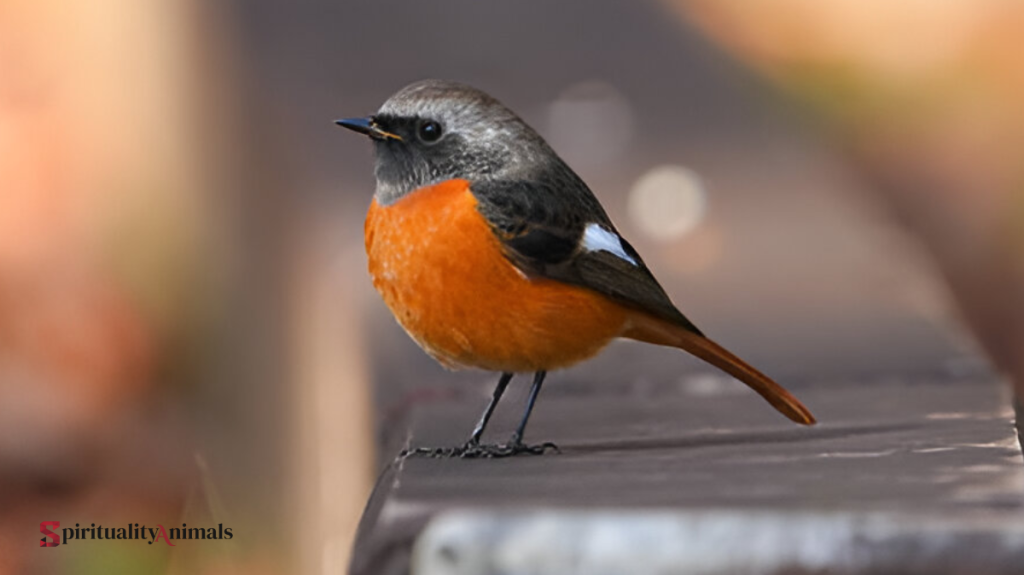 Spiritual Meaning of Black and Orange Bird
