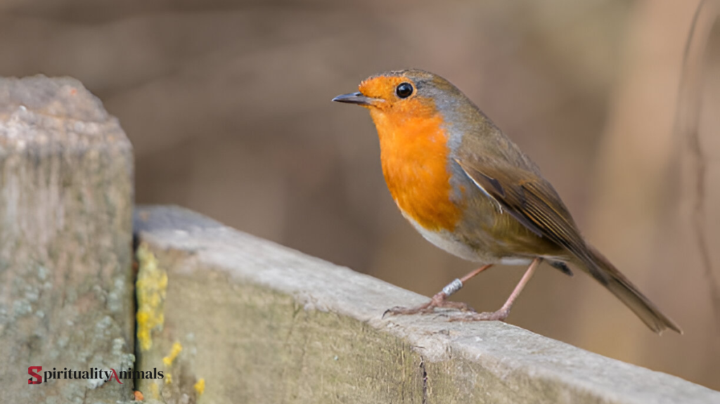 Spiritual Meaning of Black and Orange Bird
