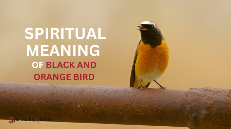 Spiritual Meaning of Black and Orange Bird