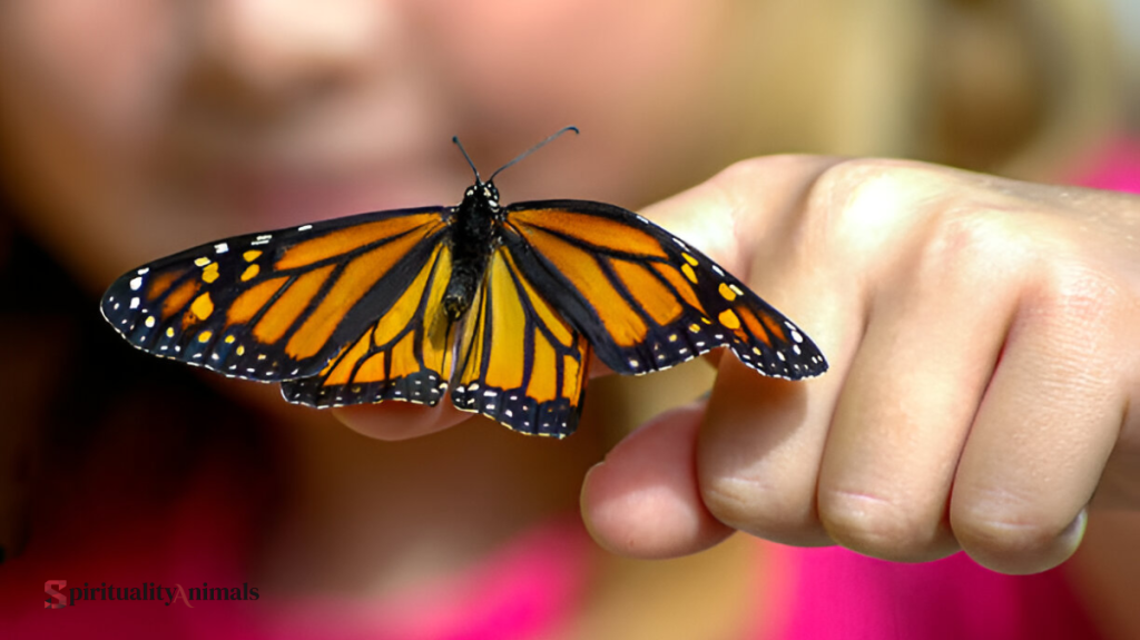 Spiritual Meaning of Black and Orange Butterfly