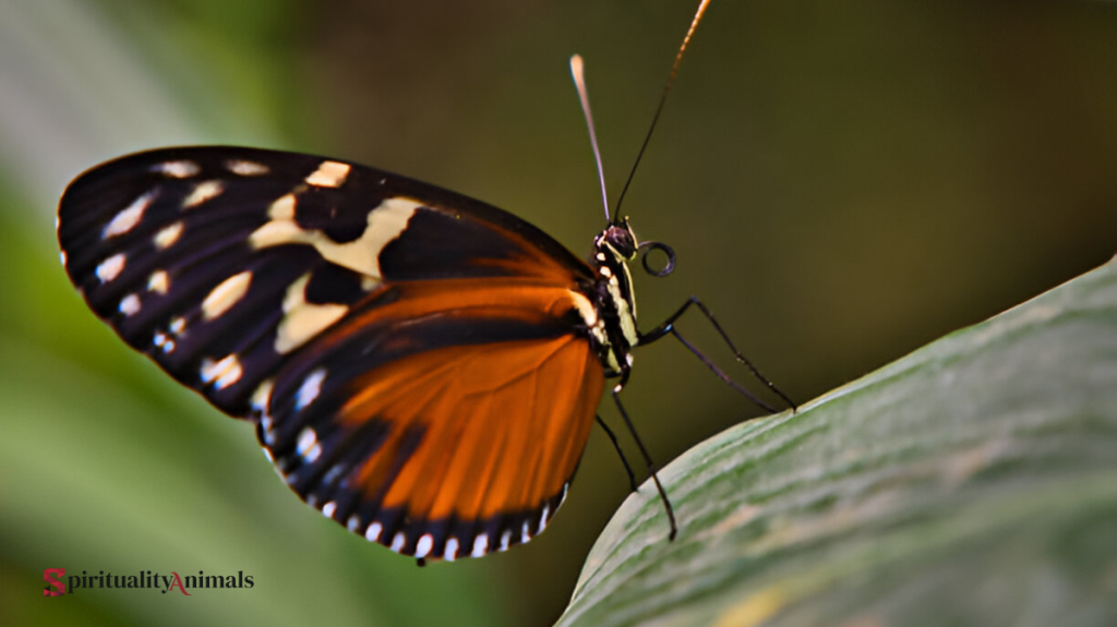 Spiritual Meaning of Black and Orange Butterfly