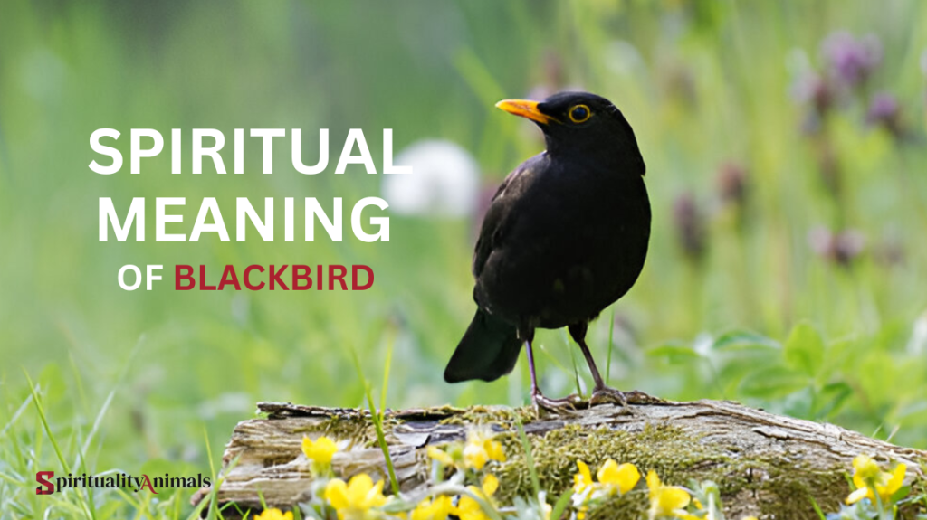 Spiritual Meaning of Blackbird