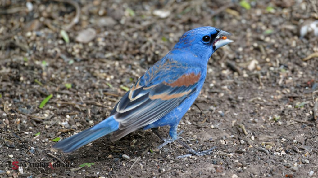 Spiritual Meaning of Blue Cardinal