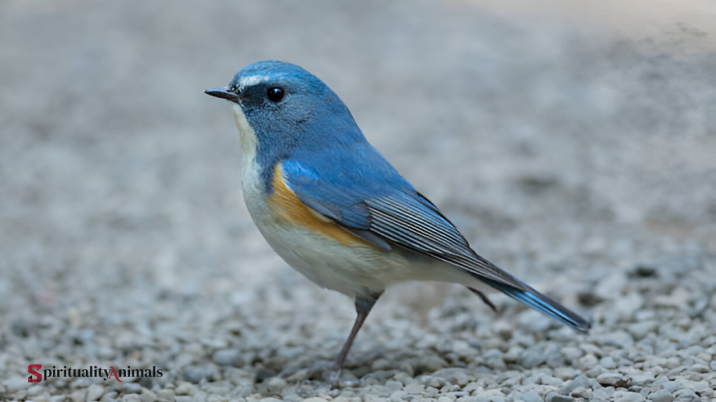 Spiritual Meaning of Blue Cardinal