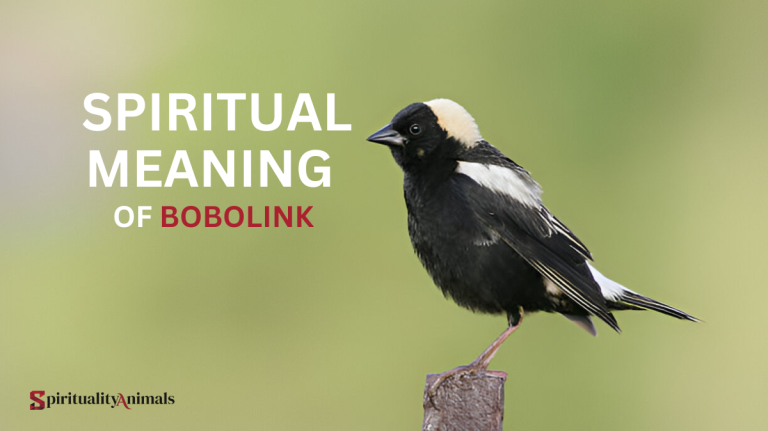 Spiritual Meaning of Bobolink