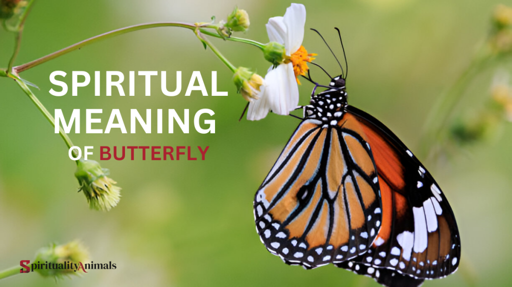 Spiritual Meaning of Butterfly