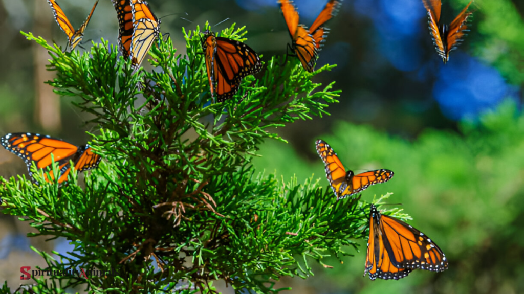 Spiritual Meaning of Butterfly