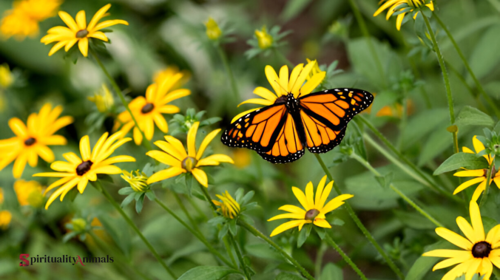 Spiritual Meaning of Butterfly